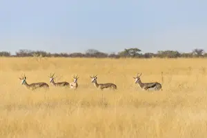 Springbok Prints: Springboks -Antidorcas marsupialis-, Etosha National Park, Namibia
