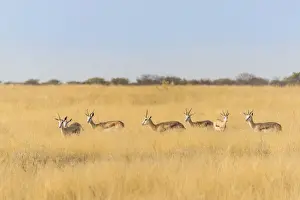 Springbok Prints: Springboks -Antidorcas marsupialis-, Etosha National Park, Namibia