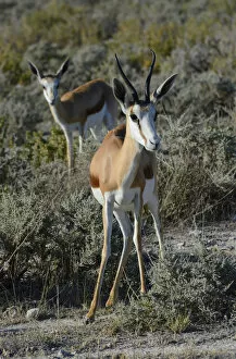 Springboks -Antidorcas marsupialis-, Etosha Park, Oshikoto Region, Etosha National Park, Namibia