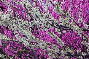 Images Dated 31st March 2010: Springtime blossoms, Bhutan
