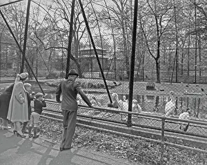 Huty28212 Prints: Springtime At Brooklyn Zoo