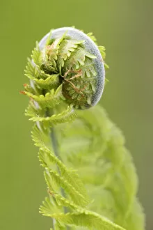 Images Dated 4th May 2012: Sprout, fern -Monilophyta-, Seleger Moor marshland, Rifferswil, Switzerland, Europe