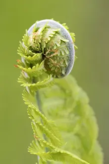 Rolled Up Prints: Sprout, fern -Monilophyta-, Seleger Moor marshland, Rifferswil, Switzerland, Europe