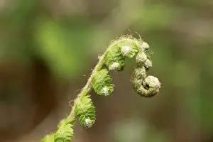 Polypodiopsida Prints: Sprouting fern, Burren, County Clare, Ireland, Europe