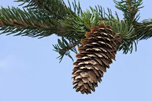 Images Dated 2nd July 2014: Spruce cone -Picea abies Virgata-