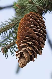 Images Dated 2nd July 2014: Spruce cone -Picea abies Virgata-