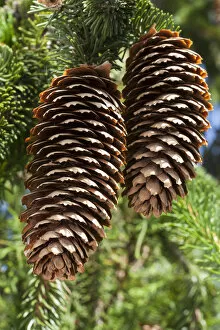 Images Dated 2nd July 2014: Spruce cones -Picea abies Virgata-