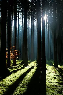 Bavaria Gallery: Spruce forest, Norway spruce -Picea abies-, Allgaeu, Bavaria, Germany, Europe
