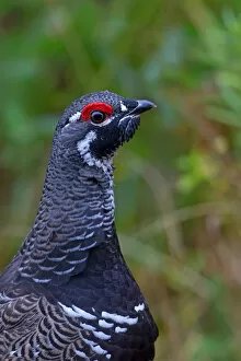 Images Dated 4th October 2013: Spruce grouse