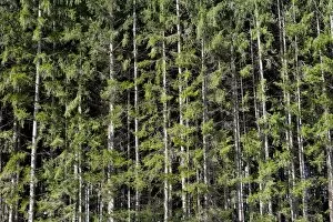 Spruce -Picea-, pine forest near Markt Schwaben, Bavaria, Germany, Europe
