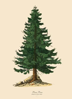 Art Illustrations Gallery: Spruce Pine Tree or Pinus Picea, Victorian Botanical Illustration