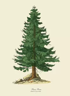 Spruce Pine Tree or Pinus Picea, Victorian Botanical Illustration