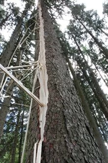 Damage Gallery: Spruce tree -Picea abies- showing a lightning strike, Allgau, Bavaria, Germany
