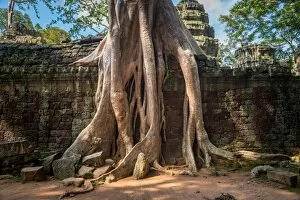 Images Dated 5th October 2016: Spung tree cover Ta Prohm temple in Siem Reap, Cambodia