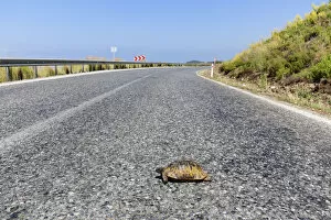 Images Dated 5th June 2013: Spur-thighed tortoise -Testudo graeca- on road, Gazipasa, Antalya province, Turkey
