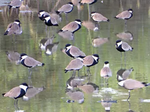 Images Dated 24th January 2016: Spur-winged Lapwing (Vanellus spinosus) flock in water with reflection, The Gambia