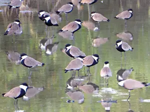 Frans Sellies Prints: Spur-winged Lapwing (Vanellus spinosus) flock in water with reflection, The Gambia
