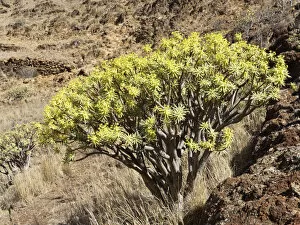 Images Dated 1st April 2012: Spurge -Euphorbia berthelotii-, La Gomera, Canary Islands, Spain, Europe
