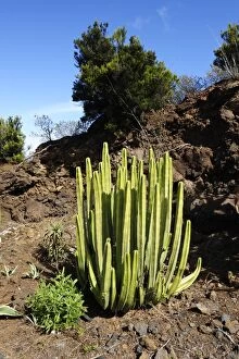 Images Dated 1st November 2011: Spurge -Euphorbia sp.-, La Palma, Canary Islands, Spain, Europe, PublicGround