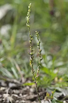Images Dated 28th August 2014: Spurge Flax -Thymelaea passerina-, Baden-Wurttemberg, Germany