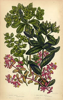 Pink Color Gallery: Spurge, Irish Spurge, Sun Spurge, Victorian Botanical Illustration