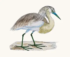 Squacco Heron