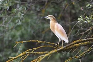 Images Dated 7th May 2013: Squacco Heron -Ardeola ralloides- perched on a tree branch, Kiskunsag National Park