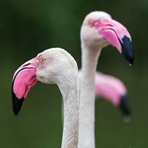 Feathers Collection: Square crop of a trio of Greater flamingos