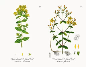 Images Dated 1st December 2017: Square-stemmed St. Johna┬Ç┬Ös Wort, Hypericum tetrapterum, Victorian Botanical Illustration, 1863