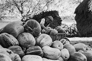 Roles And Occu Prints: Squash Harvest