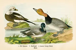 Redhead Prints: Squaw and duck bird lithograph 1890