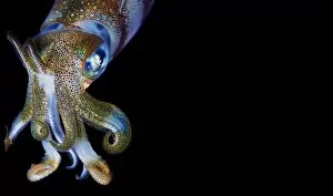 Images Dated 17th August 2010: Squid calendar