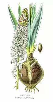 Images Dated 1st May 2017: Squill botanical engraving 1857