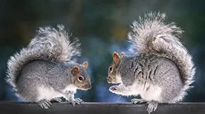 Images Dated 10th February 2015: Squirrel discussion