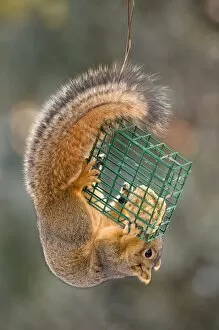 squirrel eating at feeder