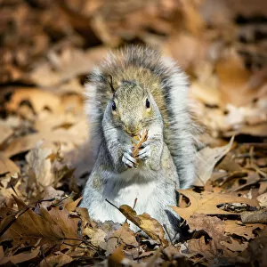 Images Dated 18th January 2017: Squirrel with Fall Leaves