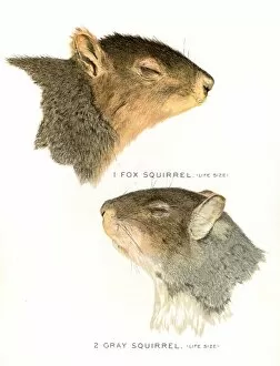 Images Dated 20th April 2017: Squirrel head lithograph 1897