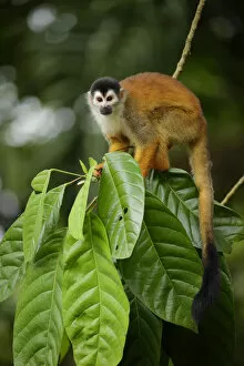 Images Dated 1st November 2015: Squirrel Monkey
