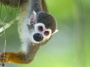 Monkey Collection: Squirrel monkey hanging