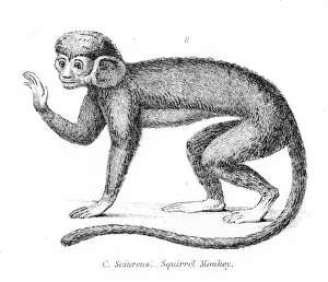 Images Dated 29th July 2016: Squirrel monkey illustration 1803