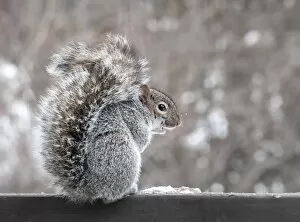 Images Dated 1st January 2016: Squirrel portrait