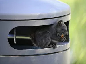 Squirrel -Sciurus vulgaris-, melanistic animal with black fur, sitting in a garbage can