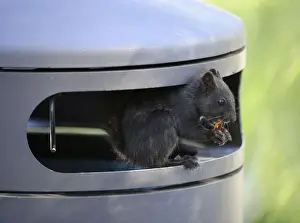 Rubbish Prints: Squirrel -Sciurus vulgaris-, melanistic animal with black fur