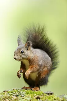 Images Dated 22nd May 2011: Squirrel -Sciurus vulgaris-, standing on moss