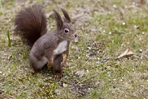 Warm Clothing Prints: Squirrel -Sciurus vulgaris-, Vienna State, Austria
