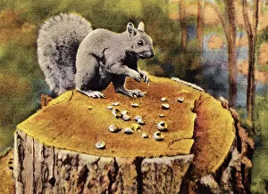 Tree Stump Gallery: Squirrel on Tree Stump