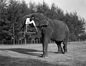 Elephant Gallery: Sri Lankan Elephant Trunk Lift