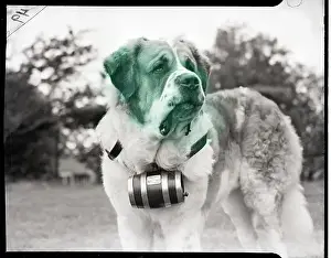 Bernard Prints: St. Bernard with Cask