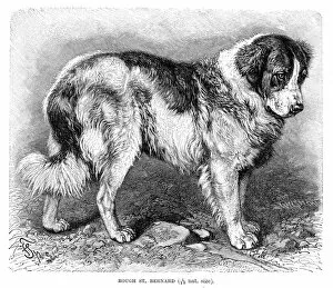 Images Dated 11th May 2017: St. Bernard dog engraving 1894
