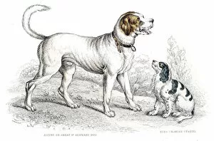 Images Dated 10th June 2015: St. Bernard and King Charles Spaniel engraving